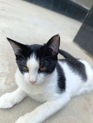 Отдаем котят в добрые руки