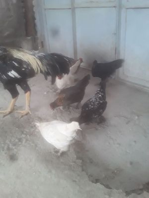 Yapon kurk tovuq 10 ta jujasi bilan sotiladi.