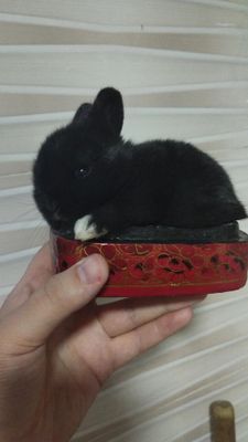 Карлик куёнкчала сотилади