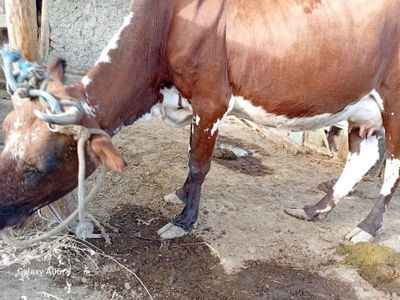 Ona bola sigir sotiladi