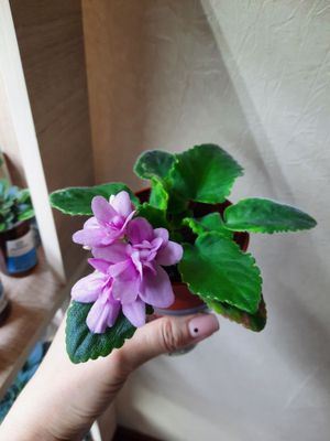 Продаю сортовую фиалку Lilian Jarrett