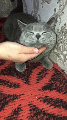 scottish fold mushuk