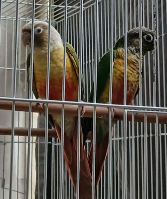 Продаётся попугай Пиррура 3х месяц. Цена 1шт 80$. Ташкент Алмазарск