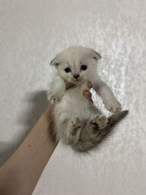 Scottish fold arzon narxlada