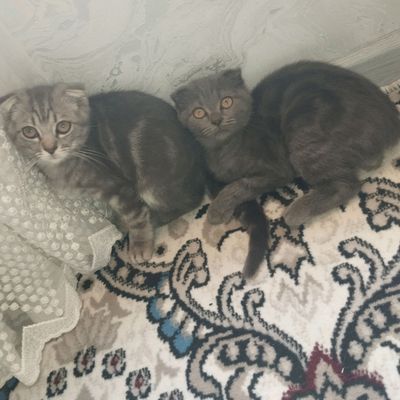 Zoti: Scottish Fold, aqlli lotok biladi