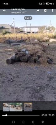 Кук терак дарахтлари. 6 метрдан кесилган 40 дона