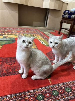 кошка фолд серебристая шиншилла