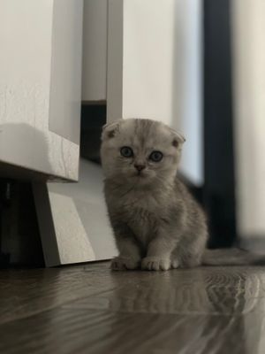 (onasi Scotish fold) (adasi british shorthair)