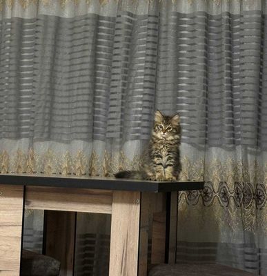 Котята в добрые руки и теплый дом.
