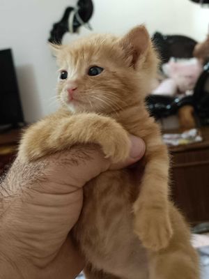 Одам даром котенка