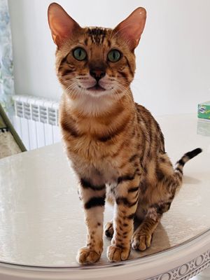 Кошки бенгальские