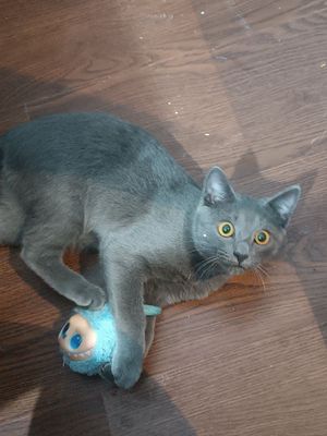 Продаю Катенька скотиш