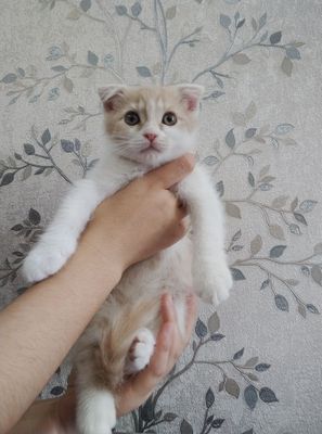 Шотландский вислоухие