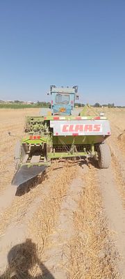 Piris padbor markand 55
