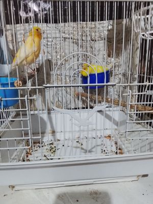 Продам канареек пара