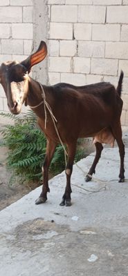 Mursiyana sotiladi onasi sotiladi