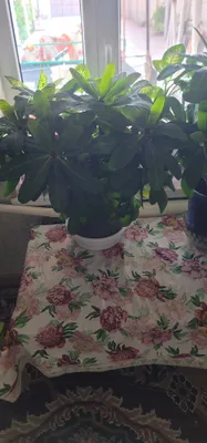 Цветы домашние не дорого