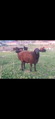 Продаётся баран(кочкор)