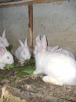 куён боллари сотилади