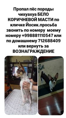 Пропал Пёс по кличке Йосик