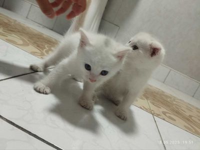 Котята скоттишфолд чистокровные