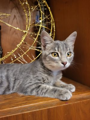 Ласковая нежная кошечка ищет свой дом