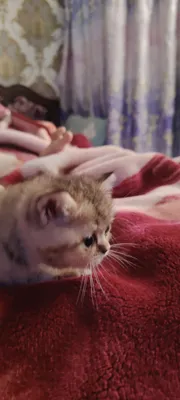 Zotdor Mushuk bolalari