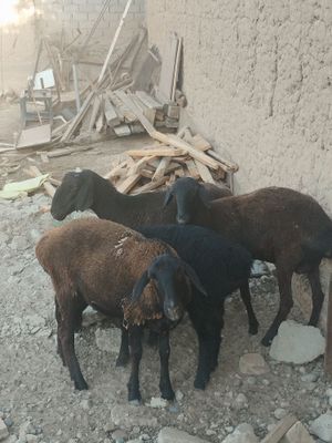 Ona bola Qo'y Qo'chqorla