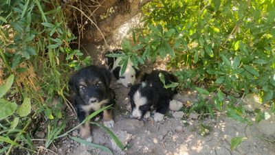 3 it bolalari urg'ochi , erkaki qolmadi.