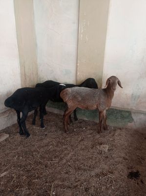 Qoylar sotiladi qochqor
