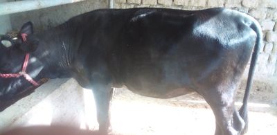 MOL SOTILADI kelishilgan narxda srochniyga