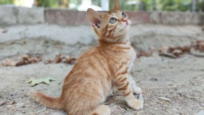 Котёнок мальчик 2 месяца