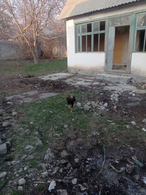 Dacha uchun yer sotiladi