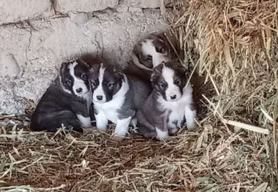 Chistakrovni alabay bolalari sotiladi 4 ta erkak