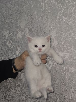 Котёнок Цвет белый