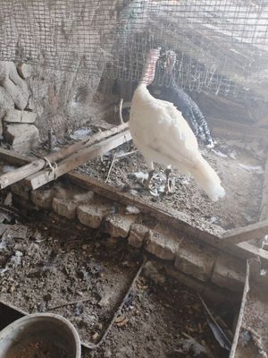 Курка сотилади нар ва мода