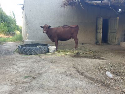 Sigir sotiladi 8 oylik xomilador