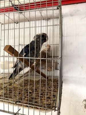 Para totila sotiladi valeriyam bor toshkent