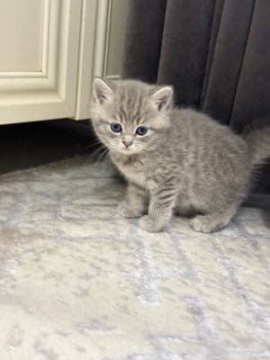 продаётся котёнок
