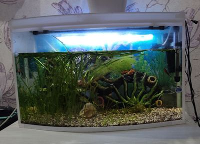 Akvarium sotiladi baliglari bn