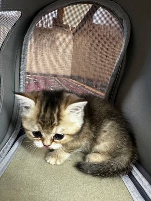 Продаю породистого котенка