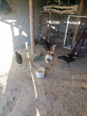 Kurkalar sotiladi