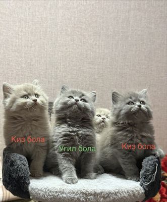 Британские котята лиловые и серые чистокровные