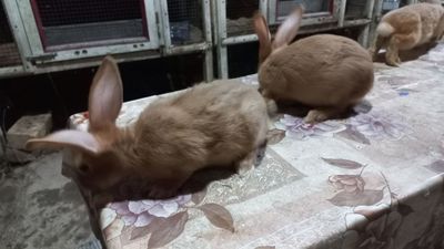 Продаётся крольчата Бургундия.