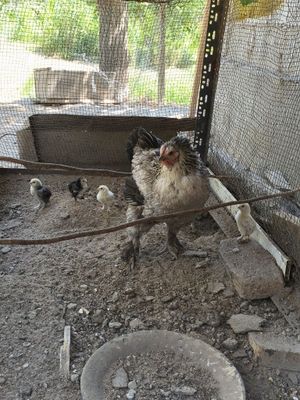 Tovuq joʻjaalru bilan