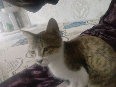 mushuk