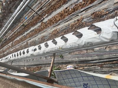 Kakos qoplari sotiladi soni 200 ta