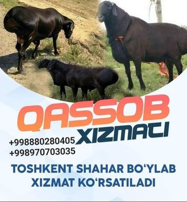 Qassob xizmati qurbon hayitga