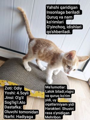 mushukcha Tekinga boqadiganlaga