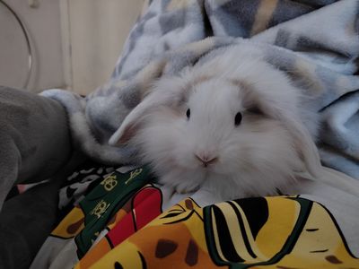Галанский кролик